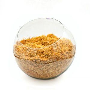 ریشه زعفران