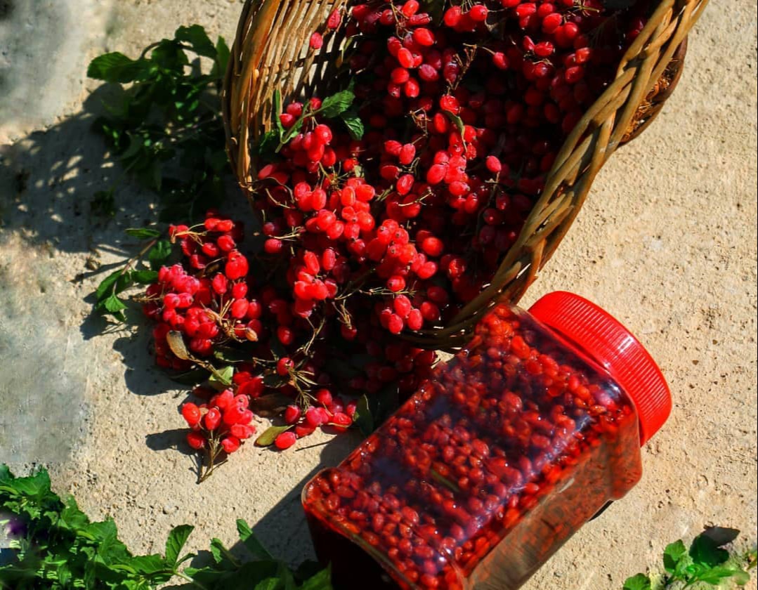 نگهداری زرشک