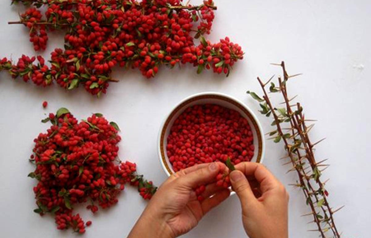 ترفندهای نگهداری زرشک
