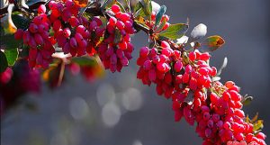 خرید زرشک پفکی صادراتی