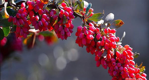 خرید زرشک پفکی صادراتی